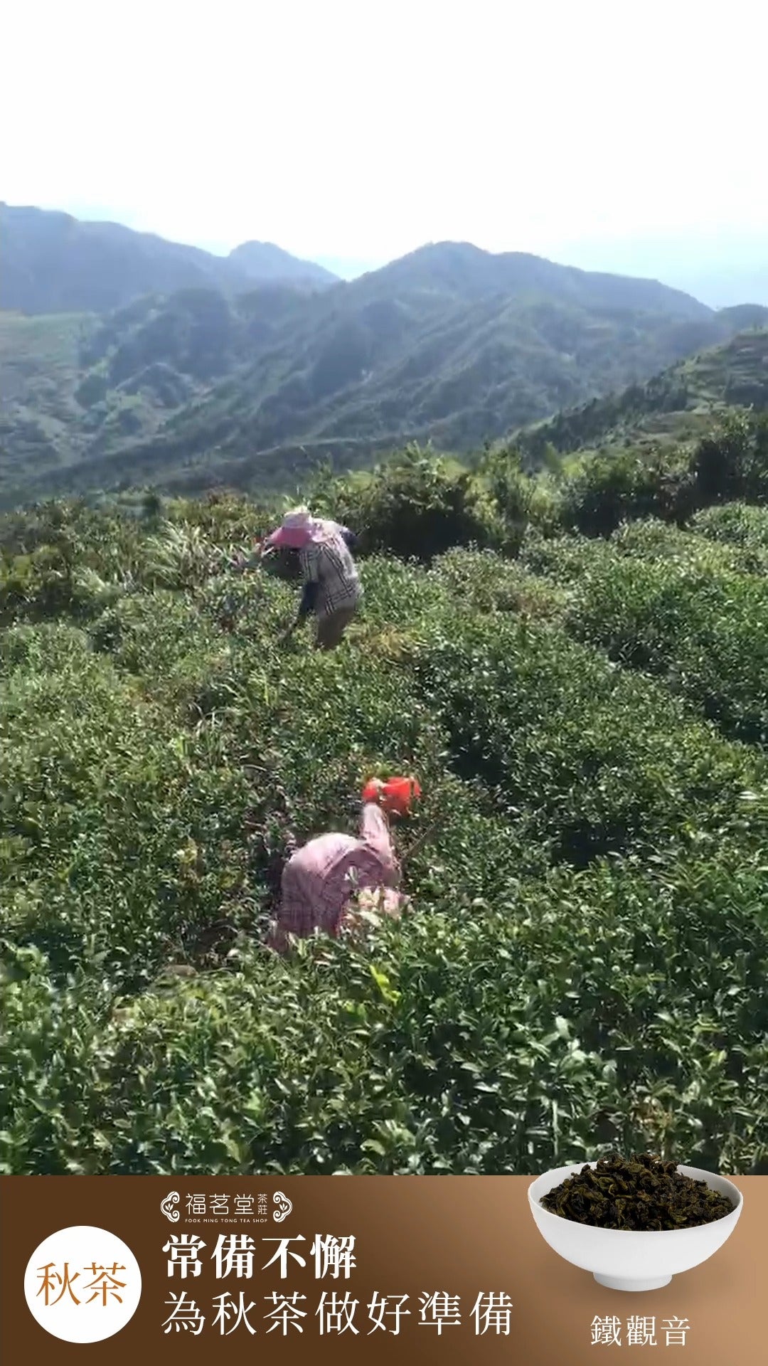【常備不懈 | 為秋茶做好準備】