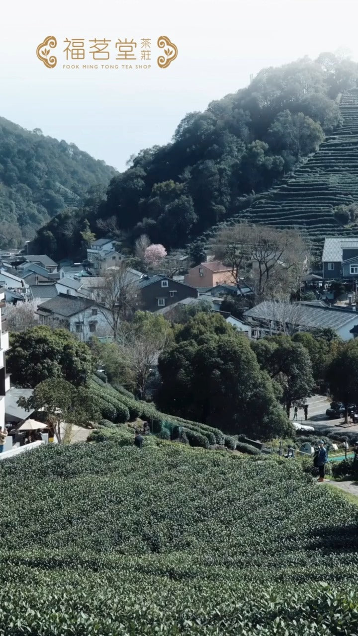 【2024龍井茶況分享】
