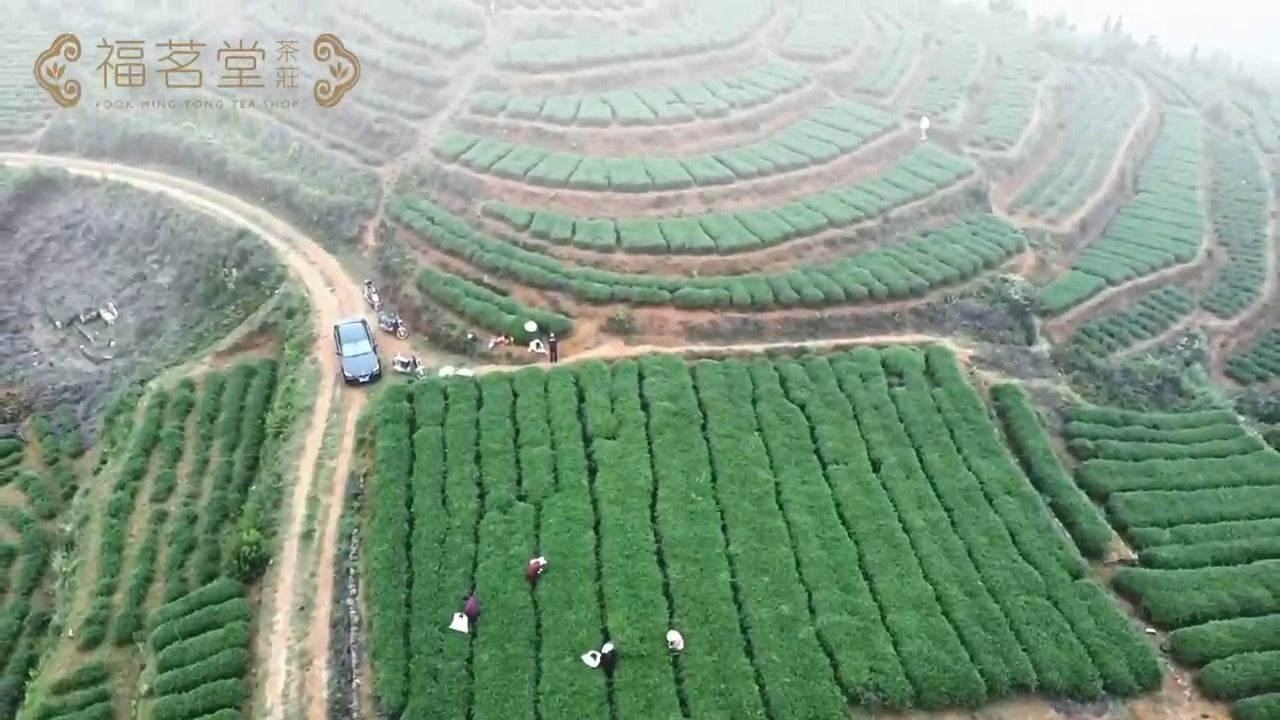 【福茗堂自家茶園 傳統鐵觀音品種全面開採】