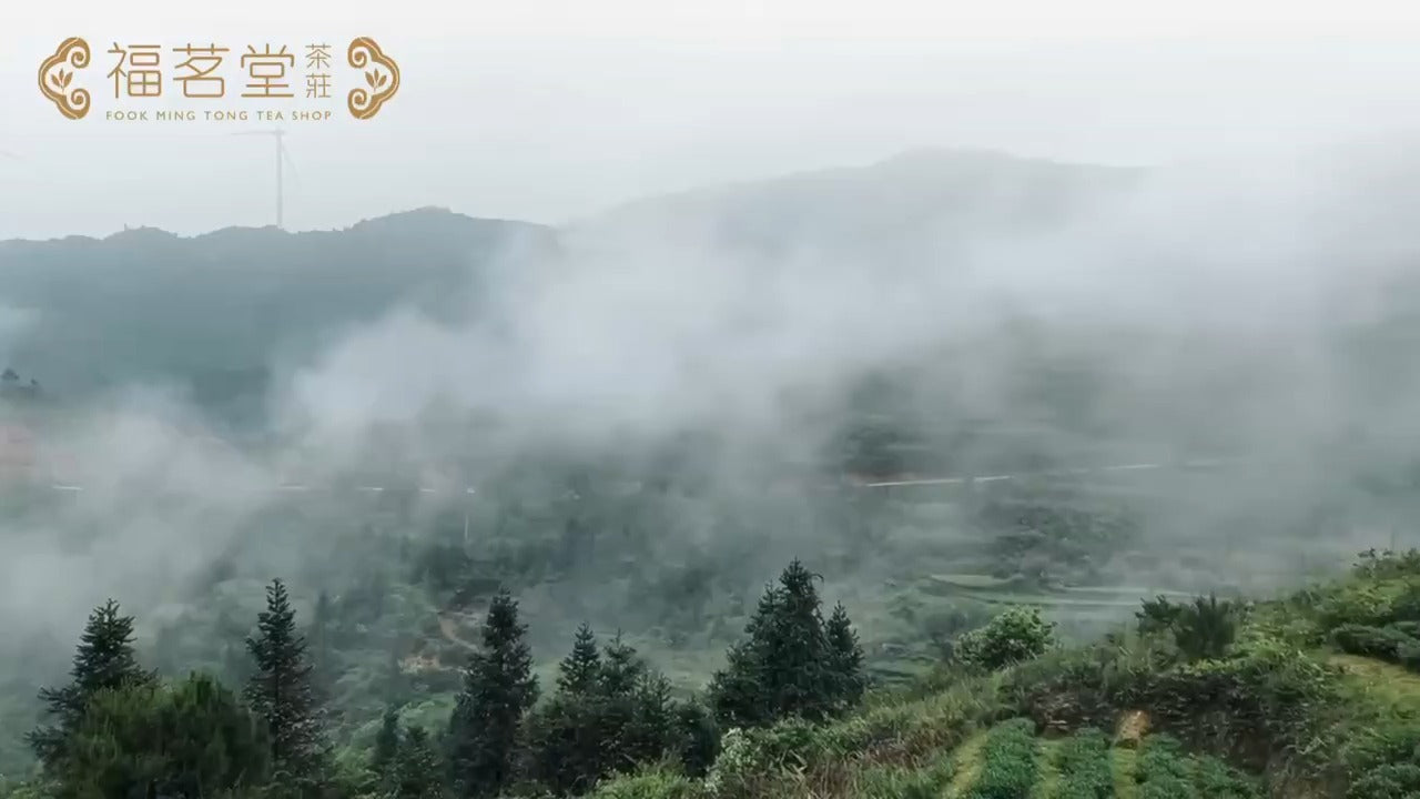 【福茗堂自家茶園 傳統鐵觀音品種正式開採】