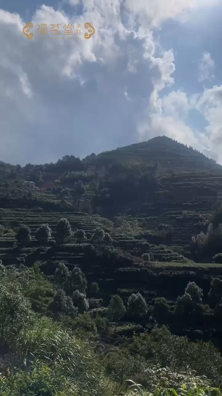 【福茗堂自家茶園 培育傳統品種】