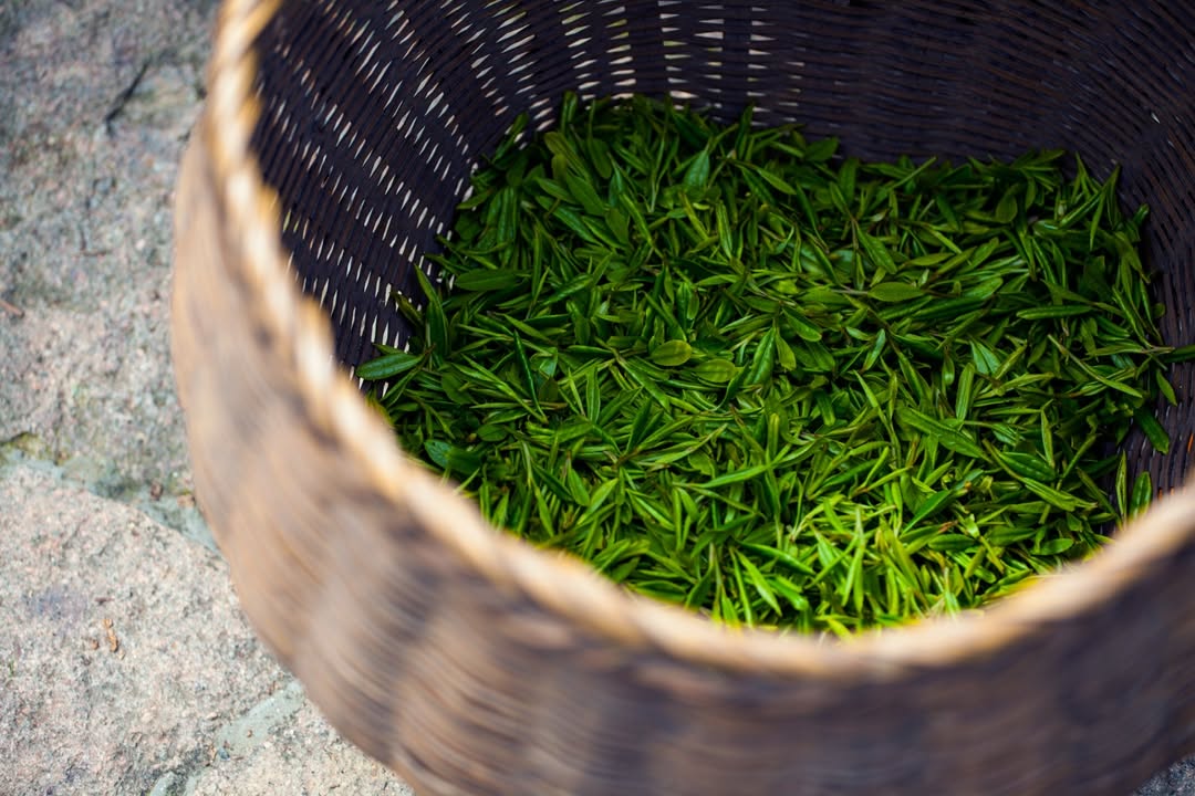 【龍井春茶 — 茶師教你輕鬆判斷上品龍井🧐🌱】
