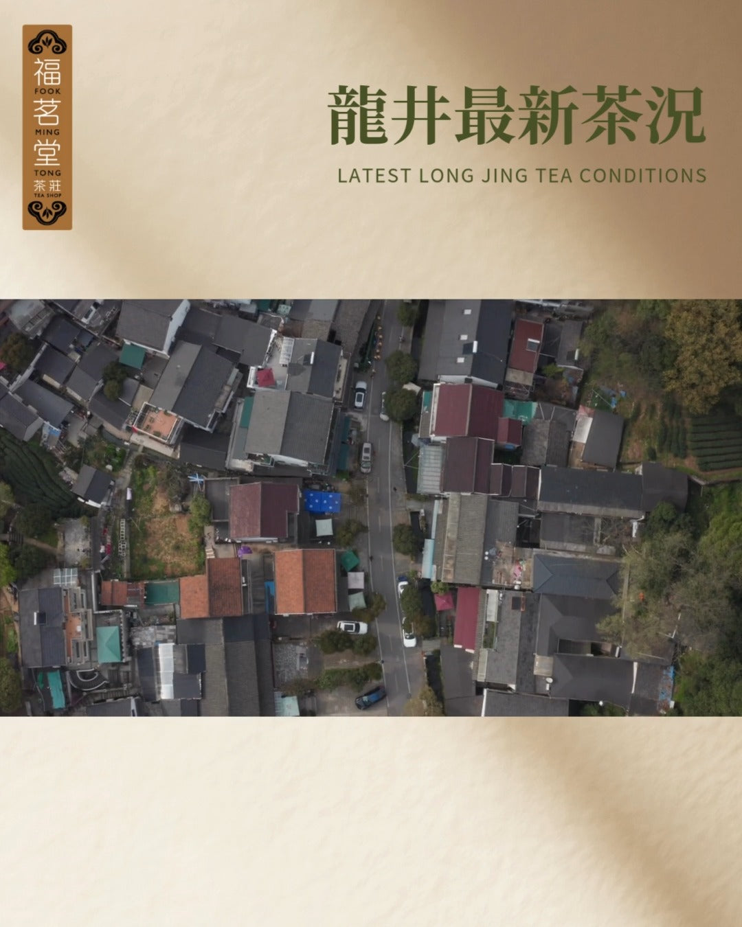 福茗堂杭州茶師團隊正在密切關注龍井最新茶況！