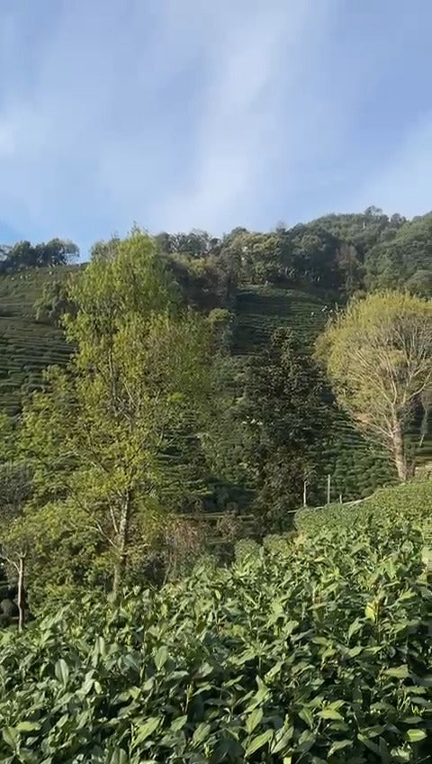 由於天氣預報3月27 日有雷陣雨，採購團的杭州成員趁25日陽光普照，氣溫達33°C，便不待港滬兩地成員抵杭，即往龍井村去。