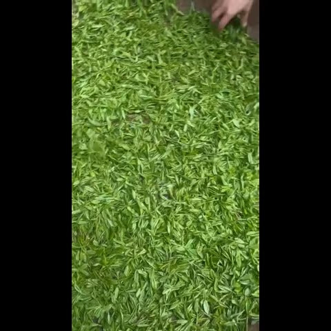 3月28日採茶日記