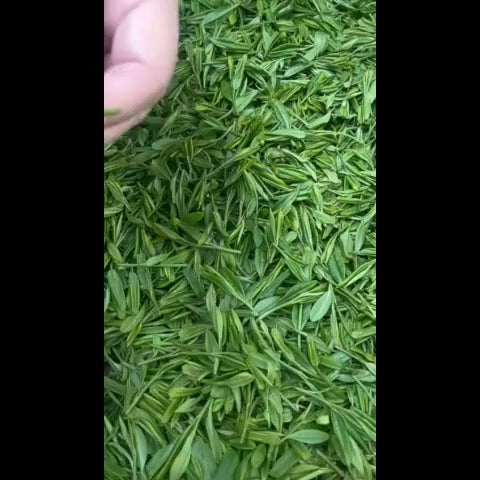 一眼辨識老欉和龍井43品種！