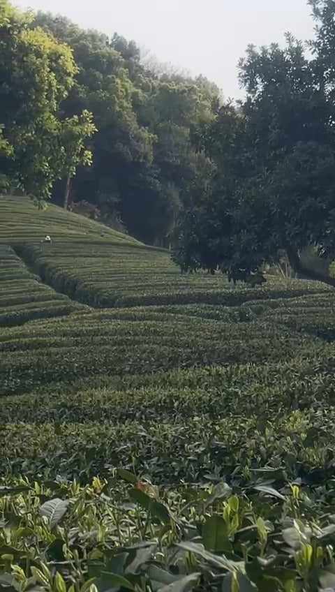 3月31日採茶日記