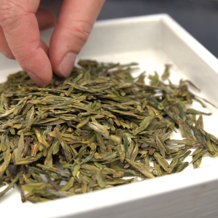 【龍井春茶 — 茶芽監測小隊報告】