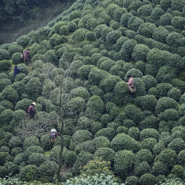 福茗堂愛尋根探源，採購茶品都優先由各款茶品的起源地搜購，例如龍井村的龍井茶、桐木關的金駿眉、福鼎的白茶……共享傳統風味。