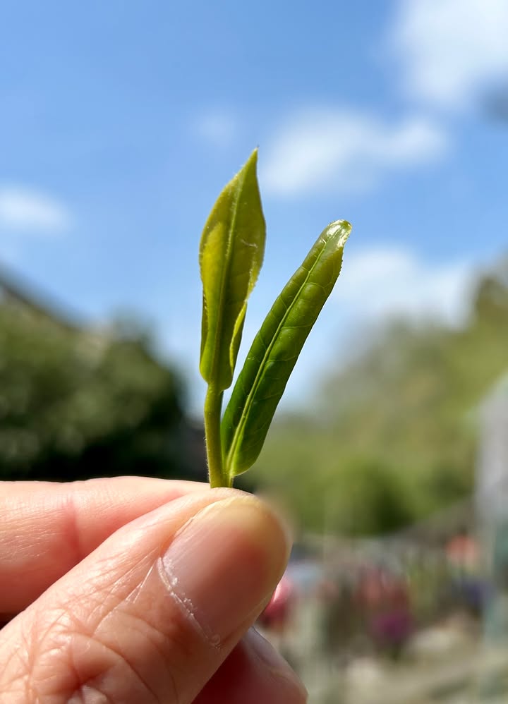 【2024龍井茶況分享】