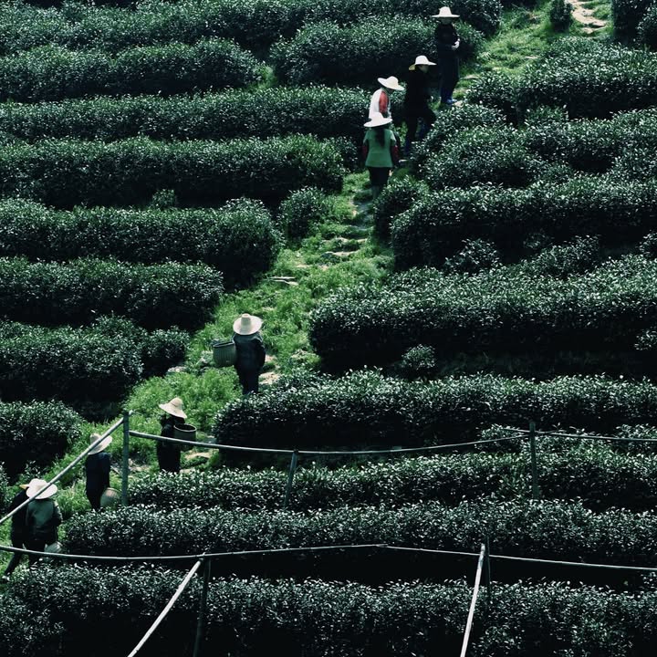 【來參加杭州三月茶之盛典！】