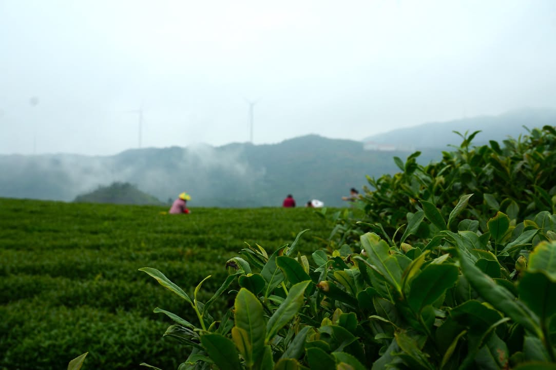 【匠心獨運，茶韻天成】