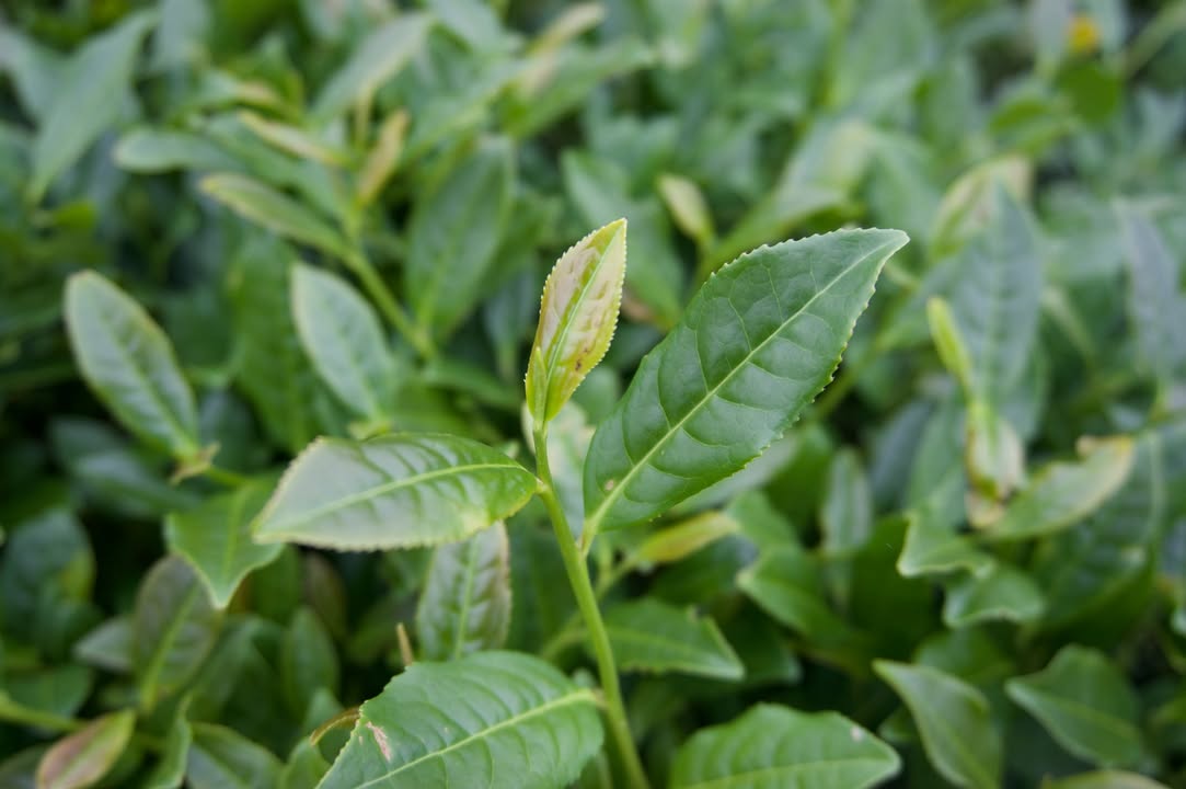 【紅心歪尾桃，茶中珍品】
