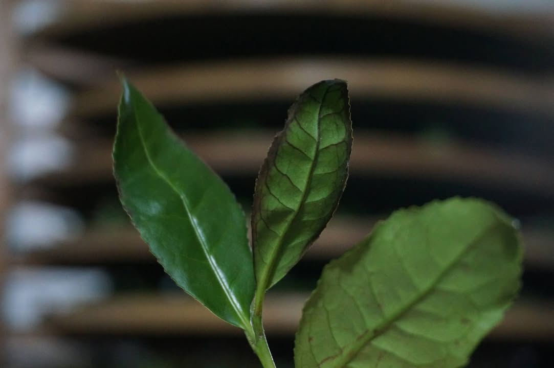 【綠葉紅鑲邊，茶中珍品現】