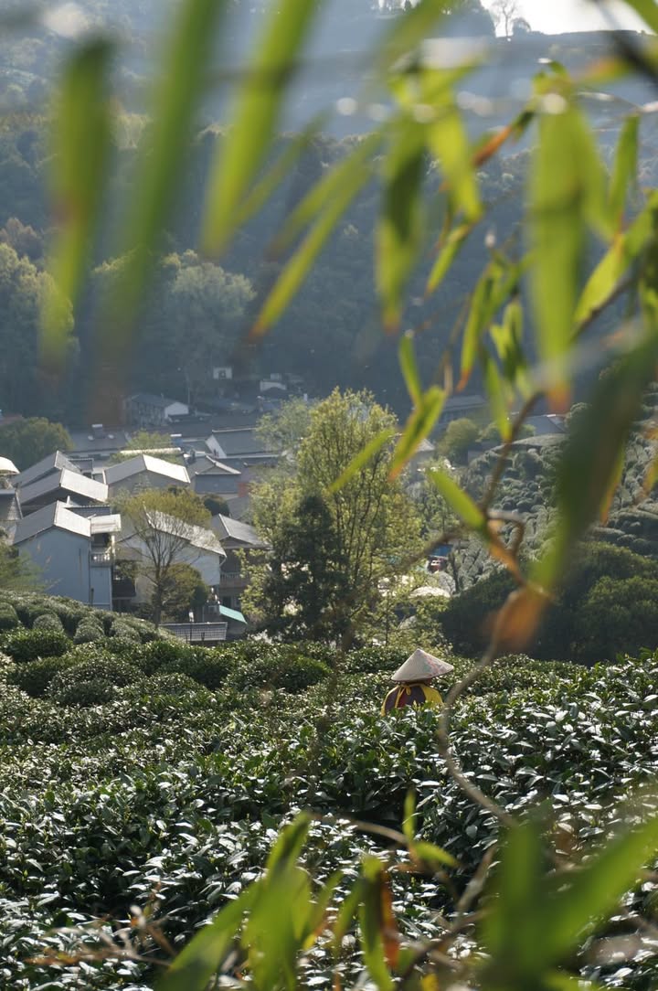 3月26日氣溫高達34℃，連續的高溫，芽葉多已長達5公分，且葉肉瘦薄，已超出我們御選茶的標準。