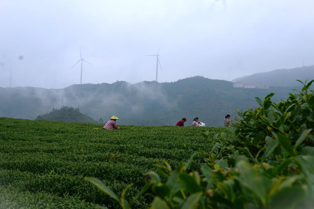 南岩茶園的春日瞬間