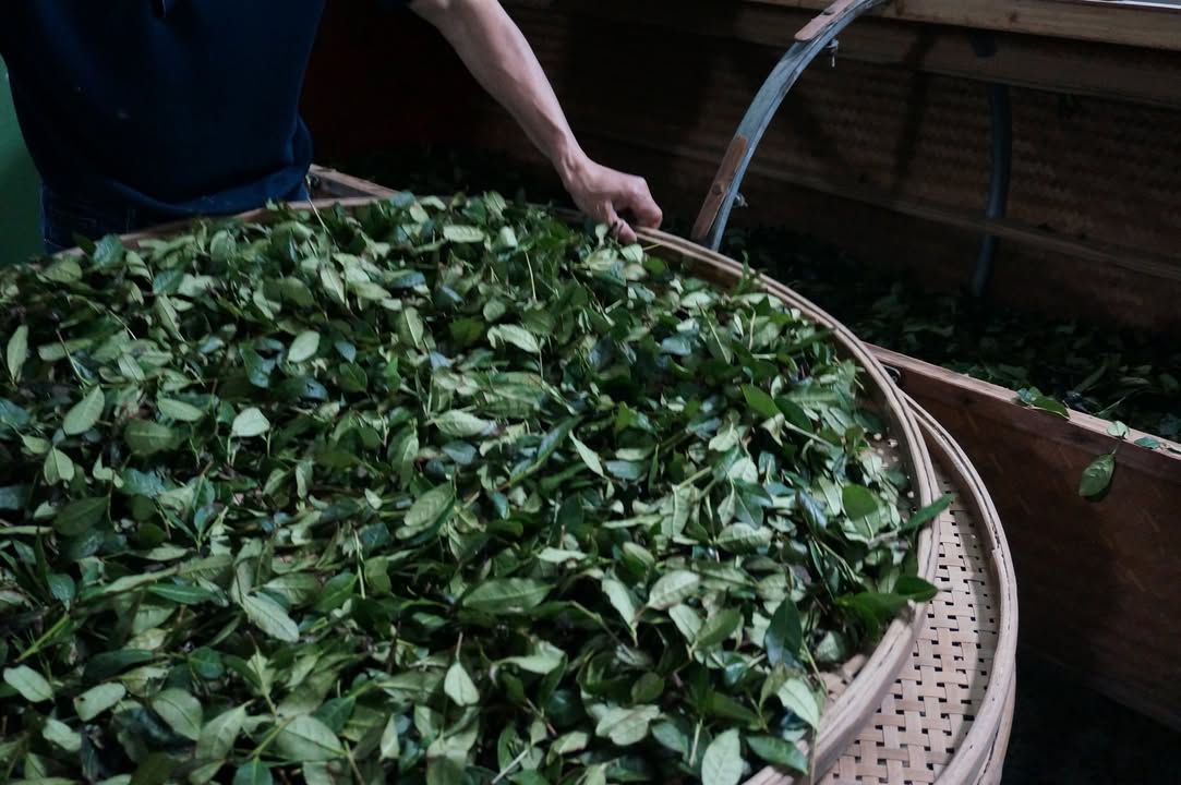 與時間賽跑的茶師們