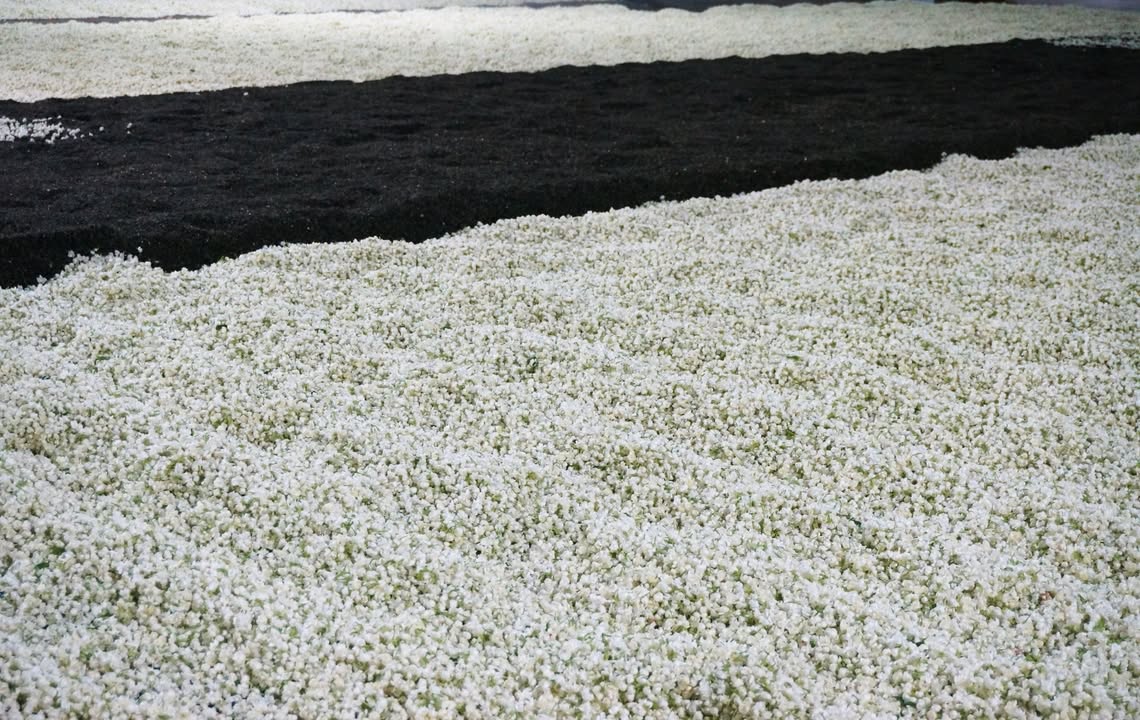 夜訪茉莉花茶廠第一部：見證與時間賽跑的香氣革命