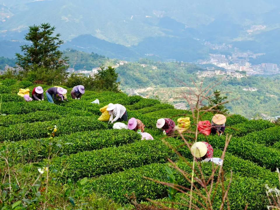 閏六月的秋茶密碼