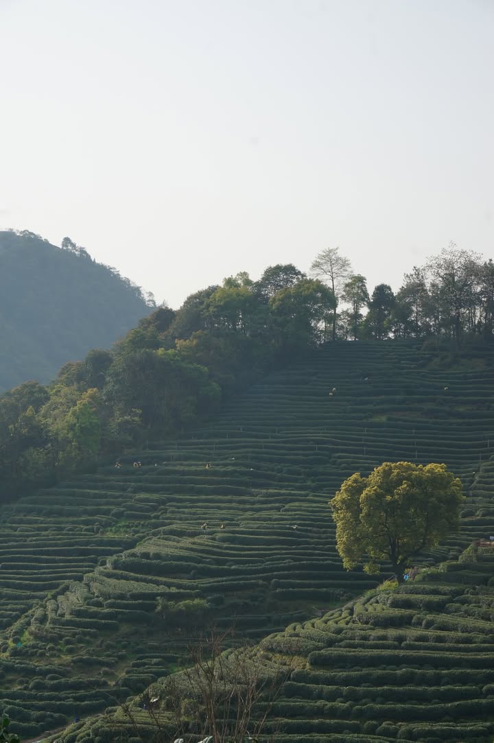 御茶之地 獅峰山
