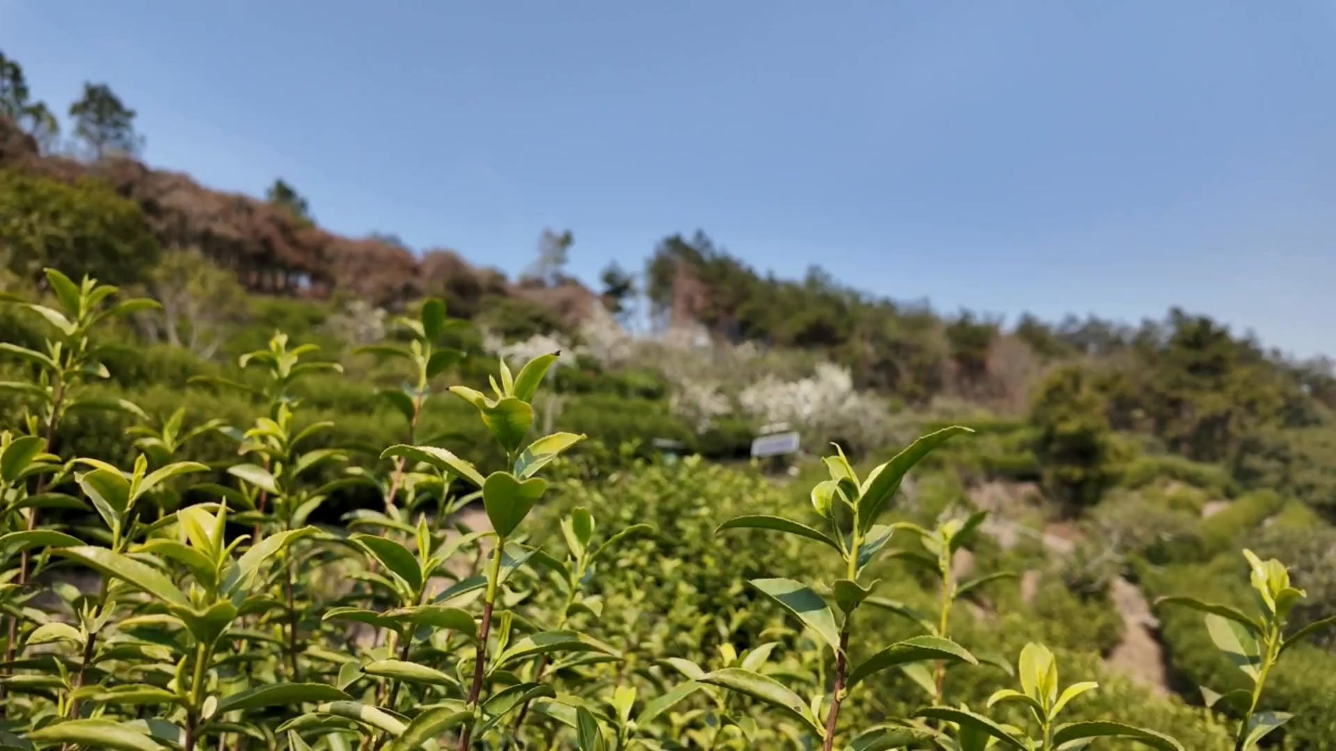 春意初綻 2026 明前碧螺春華麗登場