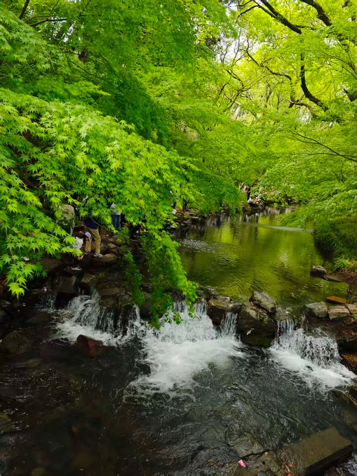 相片為龍井核心產區—九溪十八澗。