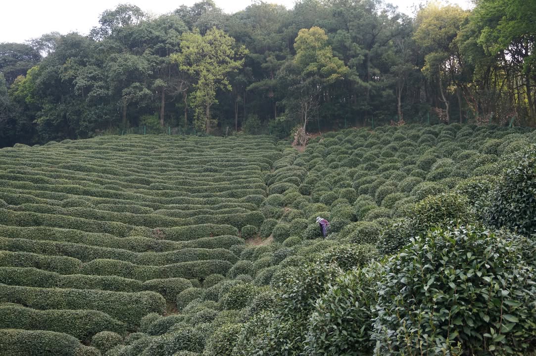 獅峰明前龍井—老欉