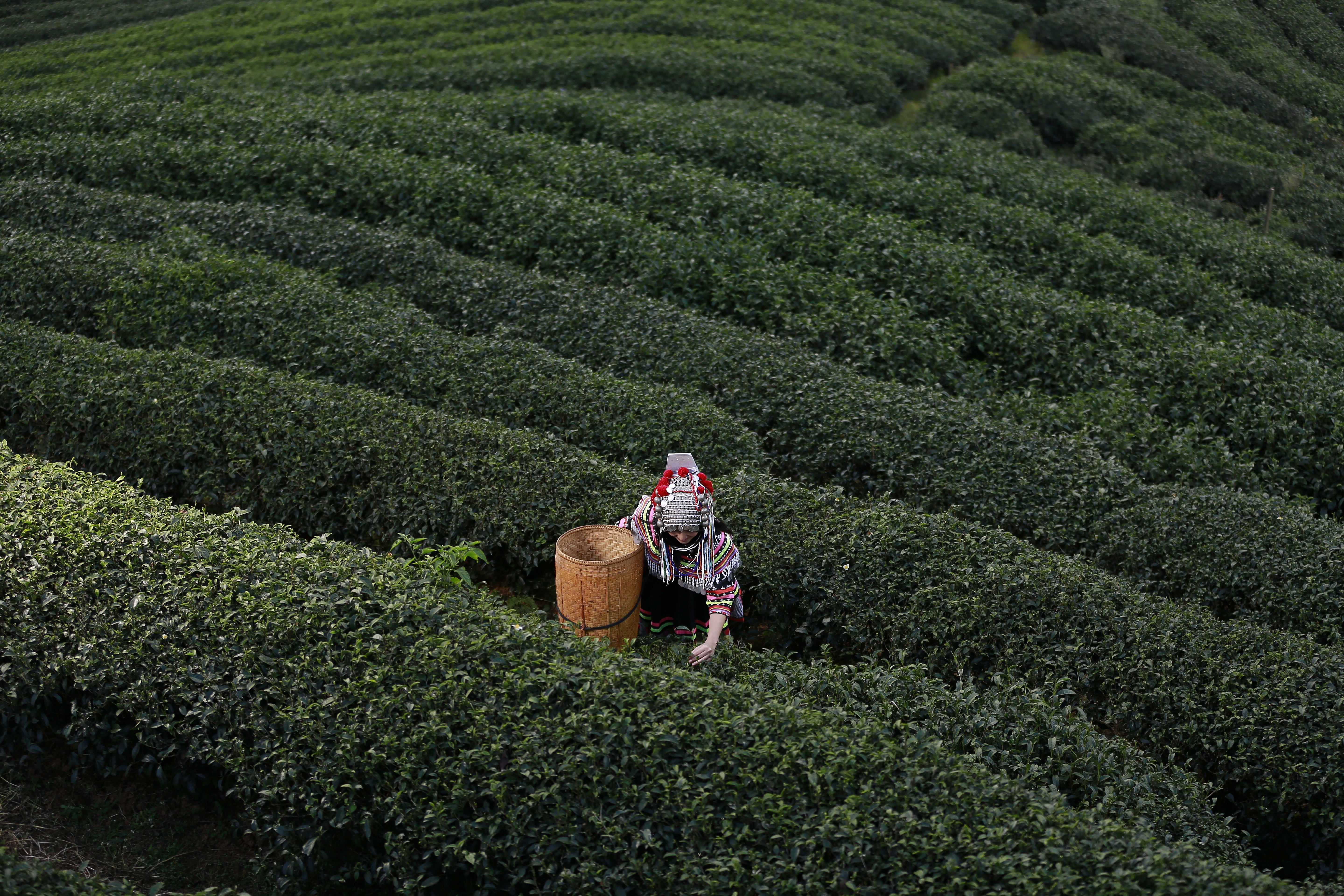 福茗堂茶荘　清宮四季茶ギフトボックス 四季茶葉禮盒